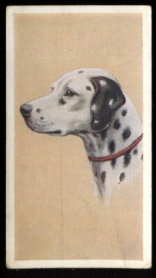 Tabakkarte, Godfrey Phillips, UNSERE HUNDE, 1939, Std, Dalmatiner, #17