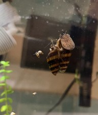 12 Baby Assassin Snails Freshwater Bred In USA Free Ship