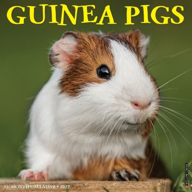 Guinea Pigs 2027 Wall by  Willow Creek Press - 9781549260582 - Image 4