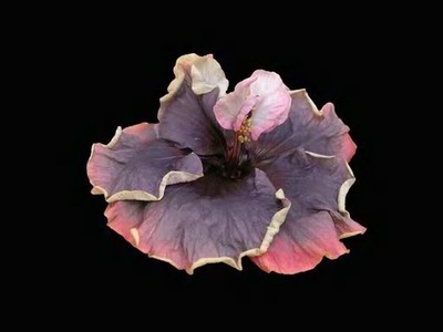 Hibiscus Flower Shrub, Cajun Color Blueberry Thrill, Starter Plant