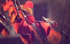 Landscape macro leaves fall Custom Gaming Mat Desk