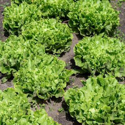 BACK TO NATURE SEED COMPANY Broadleaf Endive Lettuce - Seeds - Organic - Non Gmo - Heirloom Seeds