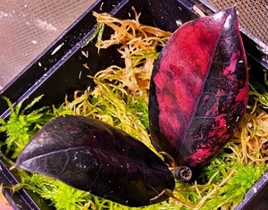 Zamioculcas Raven | eBay