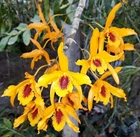 Dendrobium Chanthaboon Sunrise, Blooming Size, Orchid Plant, RARE, Garden