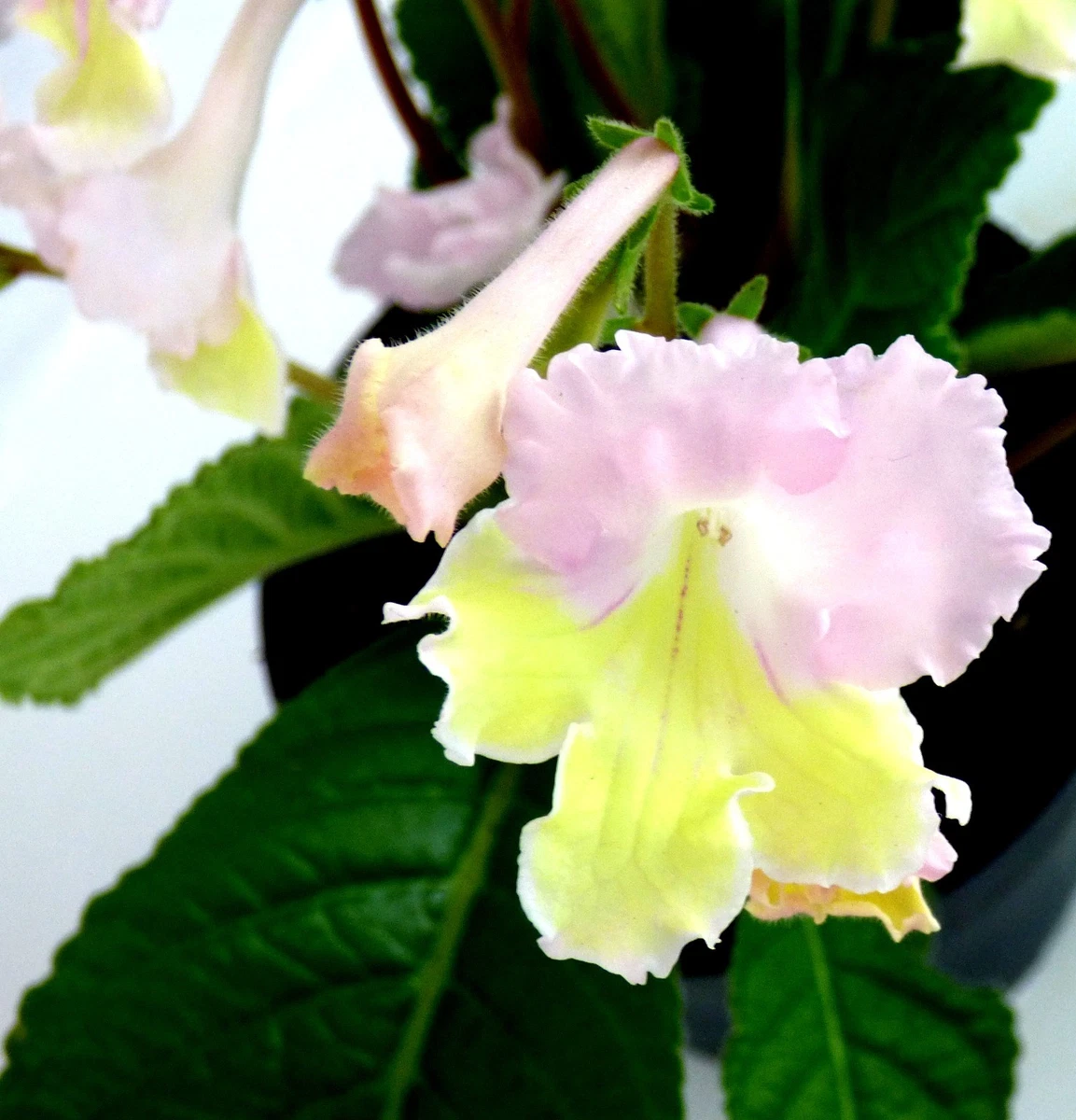 Streptocarpus-Zimmerpflanzen online kaufen | eBay.de