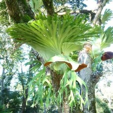 Platycerium superbum - Staghorn Fern - 1000 Fresh  Spores TRACKED POST