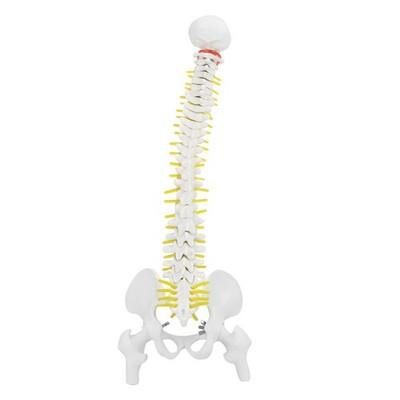 38cm Removable Flexible Human Spine Model For Skeleton Anatomy Study Teachin SET