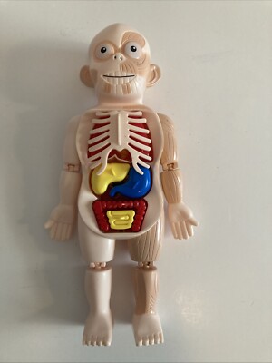 Human Body Model For Kids Anatomy Toy Teaching Tools