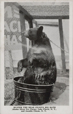 Alaska Silver Fox Farms Buster Bear Bath Lake Placid New York postcard  KP3