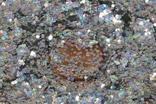 Medium Glitter Holographic Nail art crafts kids crafts tumblers and more