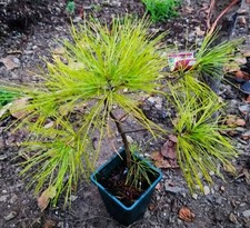 Chinese white pine/ Pinus armandii   4 years old