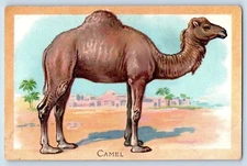 Wild Animals Postcard Camel Camelus Dromedarius Embossed Tuck No 401 Antique