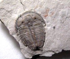 Cambrian Elrathia kingi trilobite fossil in display case Grade A complete #12