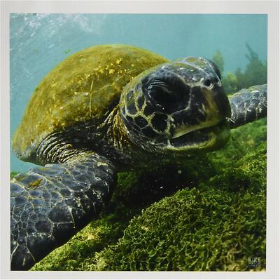 3drose Pacific Schildkröte   Grußkarten mit Briefumschlag