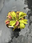 Venus Flytrap Patches -  Carnivorous Plant  🔥🔥🔥 — photo 3
