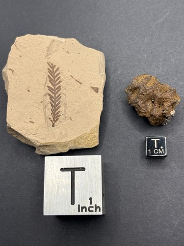Metasequoia occidentalis branch and Metasequoia dakotensis cone