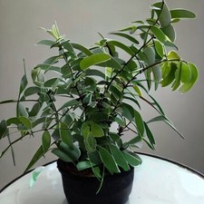 Lemon Eucalyptus Tropical House Plant Seeds - 10 Rare Seeds - Indoor Houseplant