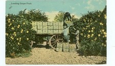 LOADING GRAPE FRUIT-WAGON-FARMERS-PM1914--(FARM-80)