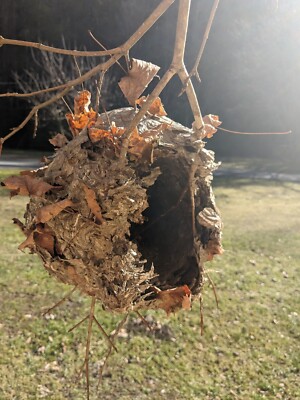 Bald Face Hornets Paper Wasp Hive Nest Branch Mancave Bees Nest Huge 