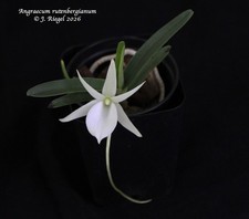 Angraecum rutenbergianum Orchid Species  in spike as of June