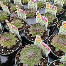 Sempervivum Chick Charms® Sugar Simmer™ Succulent Plant