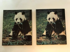 2 1972 Vintage Panda Bear eating Bamboo Photo Print - Fine Art Plaque