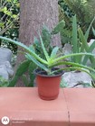 Foto 6 di 11