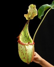 Nepenthes burbidgeae x veitchii: BE-3723 medium - pitcher plant - carnivorous