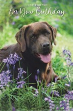 OPEN MALE FEMALE HAPPY BIRTHDAY GREETING CARD 7"X5" CHOCOLATE LABRADOR
