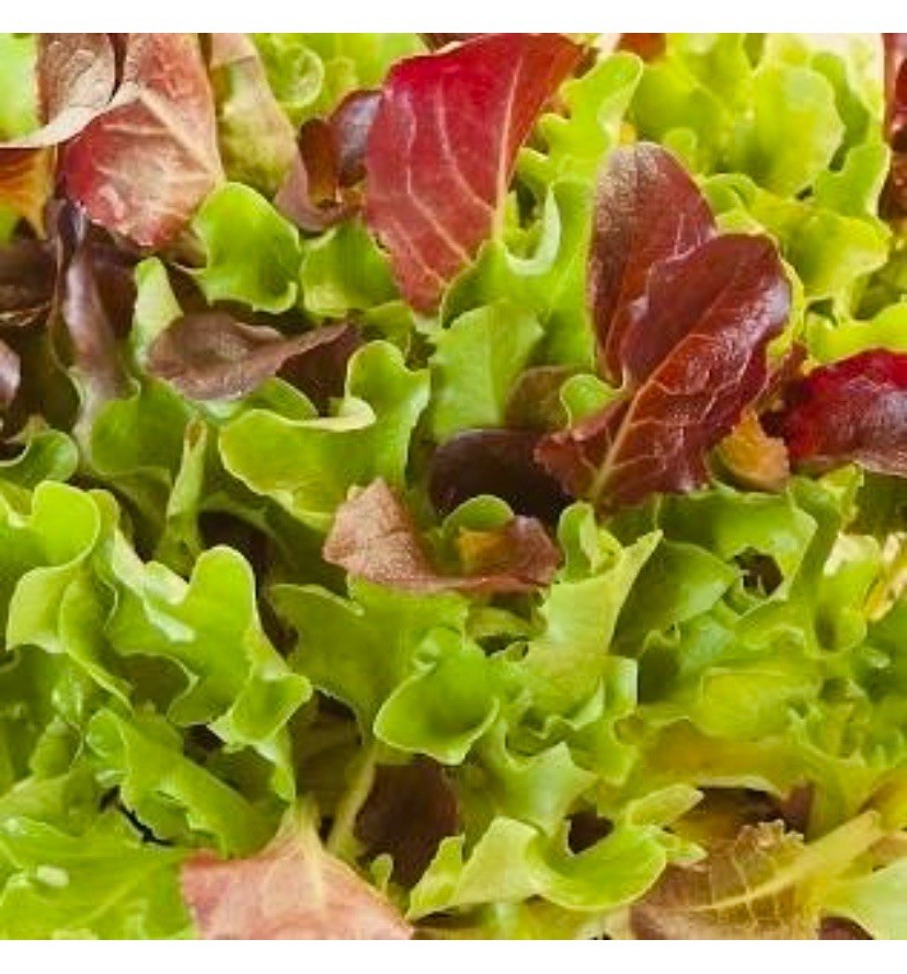 500 Lettuce Seeds - Heatwave Mix | Non-GMO. Heirloom. Heatwave Lettuce ...