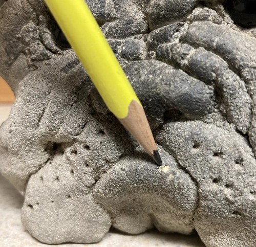 Vintage Rare Lou Rankin Concrete Cement Statue Garden English Bulldog OOAK 1976 - Picture 12 of 22