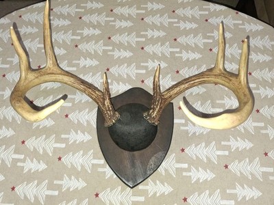 Vintage 8 Point Whitetail Deer Buck Antlers Prof. Mount, Cabin Taxidermy 16''