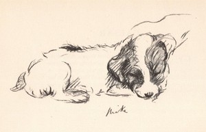 Sealyham Terrier "Mike" - 1937 Lucy Dawson Vintage Dog Art Print