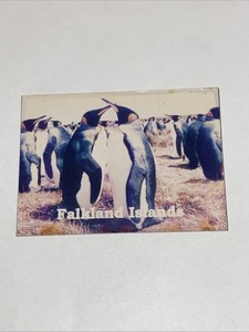 Falkland Islands Penguin Refrigerator Magnet 