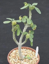 Dorstenia lavrano 10341 exotic rare seed cacti 10 SEEDS