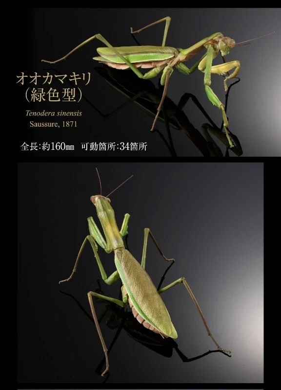 The Diversity of Life on Earth Advance Mantis & Grasshopper