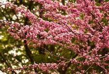 50 Eastern Redbud Tree Seeds