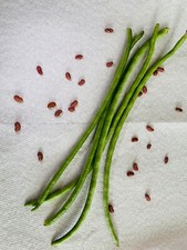 50 Green Yard Long Bean Seeds  Organic USA Asparagus Green Asian Chinese