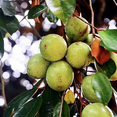 Sustainable Farming Practices for Star Apples