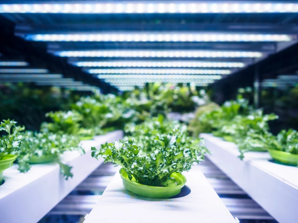 Feit plant grow light deals