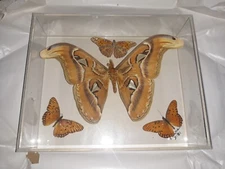 Butterfly Framed Taxidermy Set of 4 Butterflies Vintage Display Case 1980s RARE