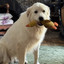 Big Dog Ag Aviation