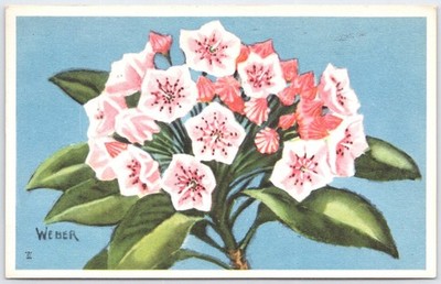 1946 Mountain Laurel Wildflower Postcard by National Wildlife Federation