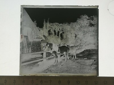 UA178 negative glass plate BE circa 1900 farm draft horses