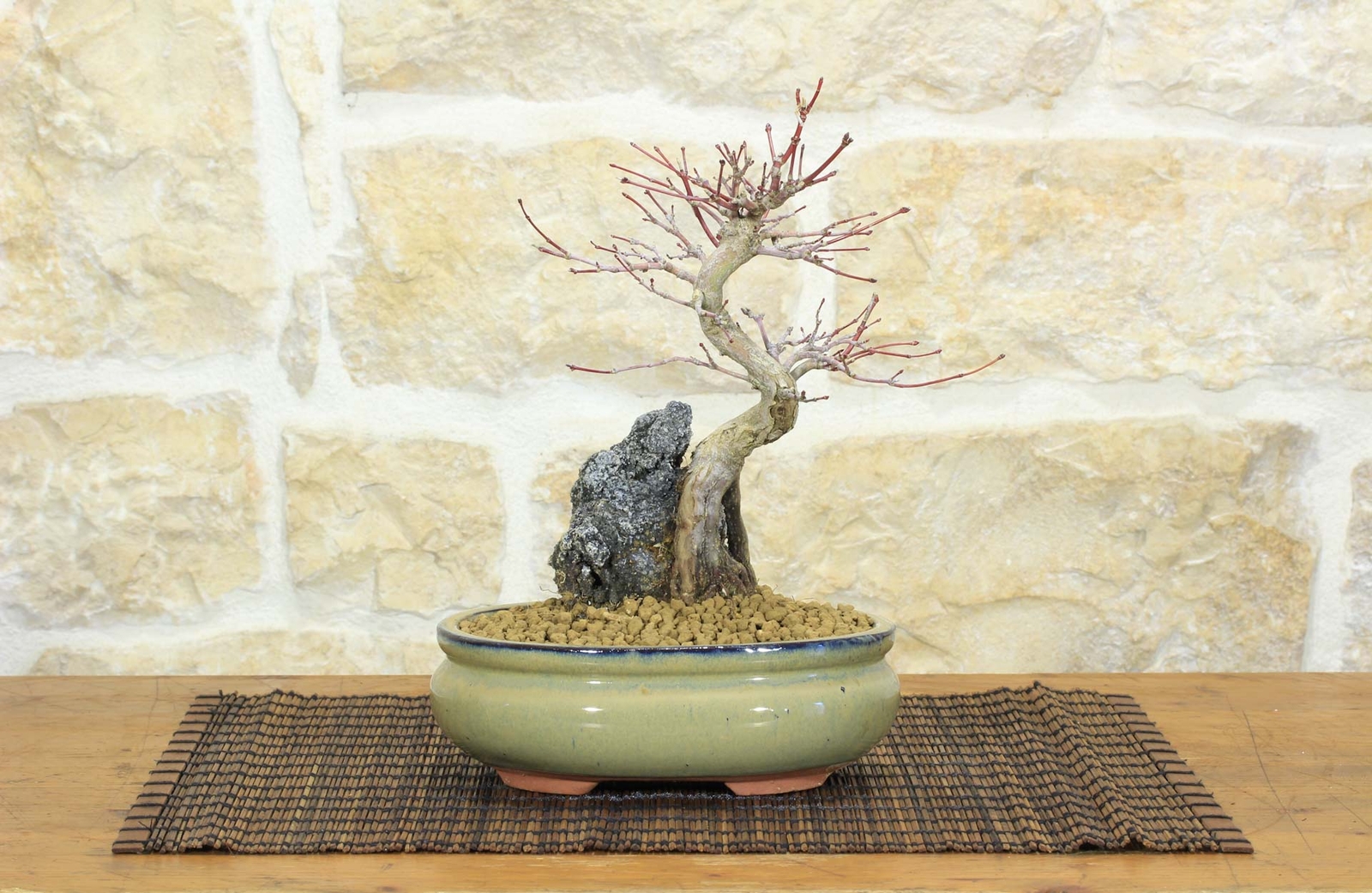 Bonsai di Acero Palmato Deshojo (69)