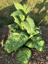 Stag Horn Tobacco Seeds approx. 2K Non-GMO Free Shipping No Tracking Read Desc