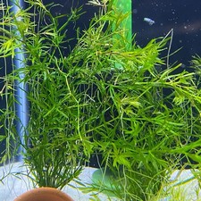 Guppy Grass, Live Aquatic Freshwater Aquarium Plant