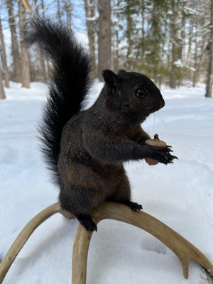 #ad Black Squirrel Taxidermy Custom Squirrel Mount Taxidermy Mancave NatureGift $400.00