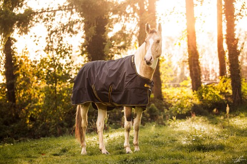 Bucas Irish Turnout  50g Classic Ripstop Black & Gold Regendecke - Bild 1 von 11