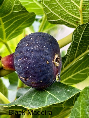 #ad #ad Fig Cuttings for Sale $12.00